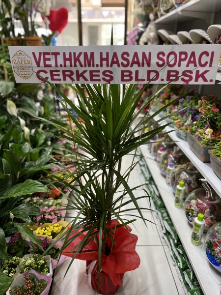 2li dresinya