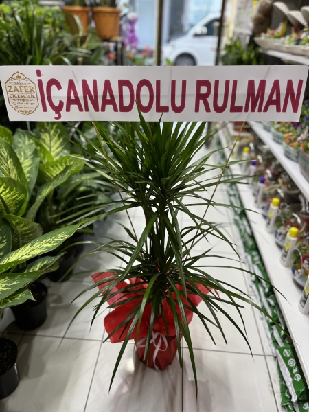 ÇİFTLİ DRESİNYA