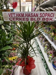 2li dresinya