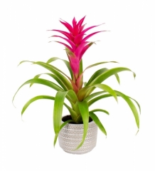 İTHAL GUZMANYA PEMBE