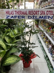 2’Li şeflera