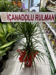 ÇİFTLİ DRESİNYA